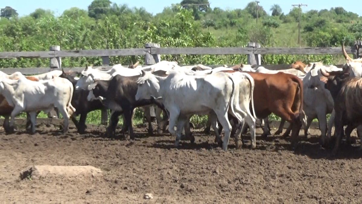 Feria de Plata ─ lote Lote 49 – N° insp. 5943