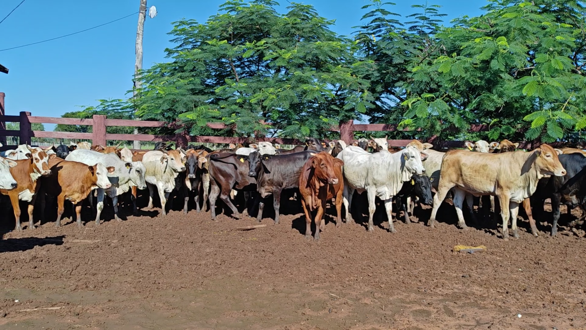 Feria de Plata ─ lote Lote 50 – N° insp. 6252