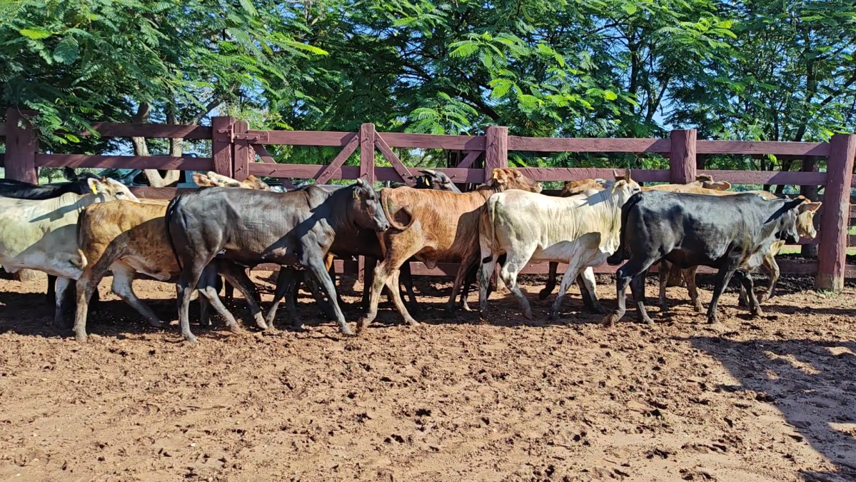 Feria de Plata ─ lote 50.2