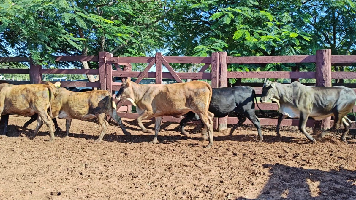 Feria de Plata ─ lote 50.3