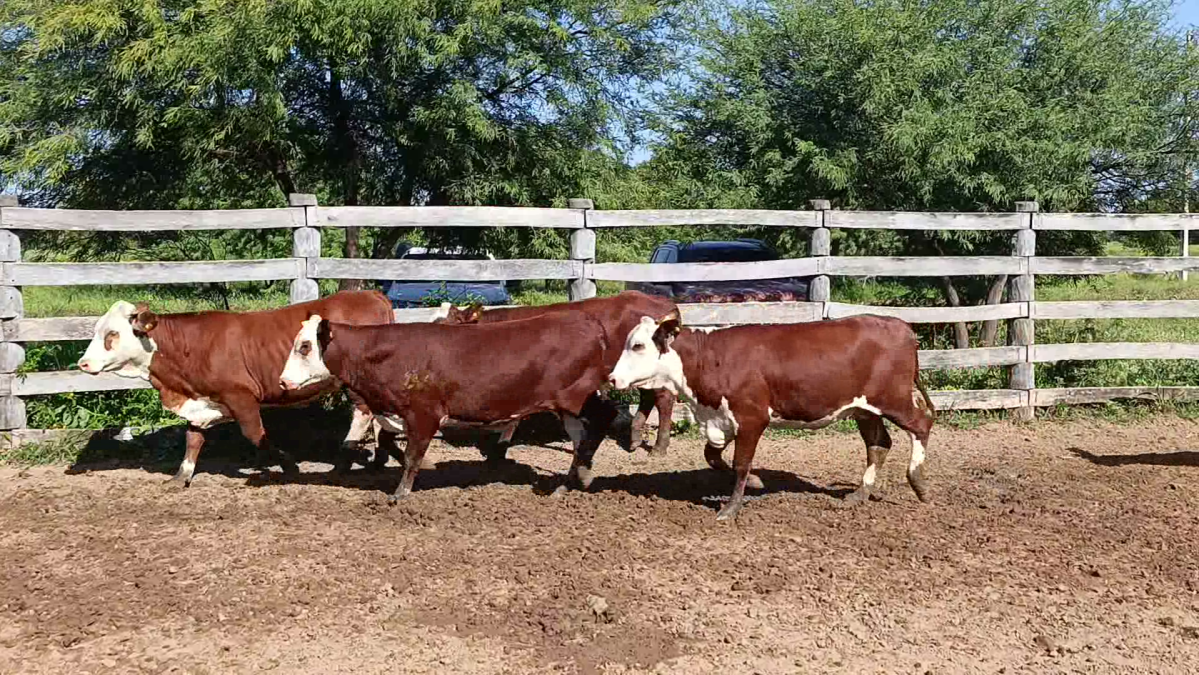 Feria de Plata ─ lote 51.1