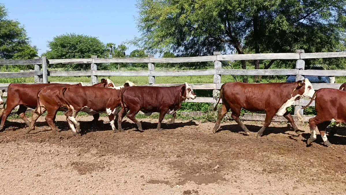 Feria de Plata ─ lote 51.2