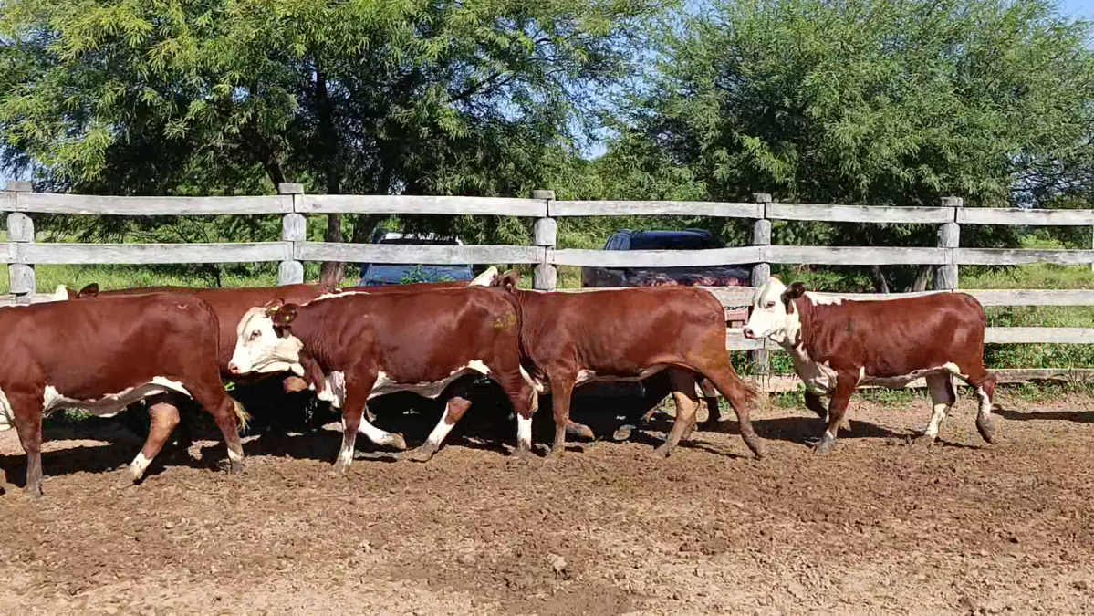 Feria de Plata ─ lote Lote 51 – N° insp. 5864