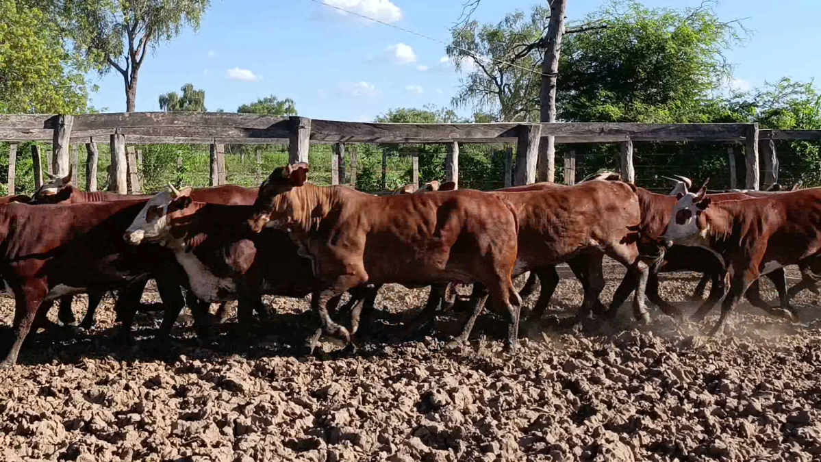 Feria de Plata ─ lote 52.1