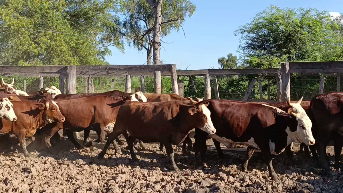 Feria de Plata ─ lote Lote 52 – N° insp. 5863