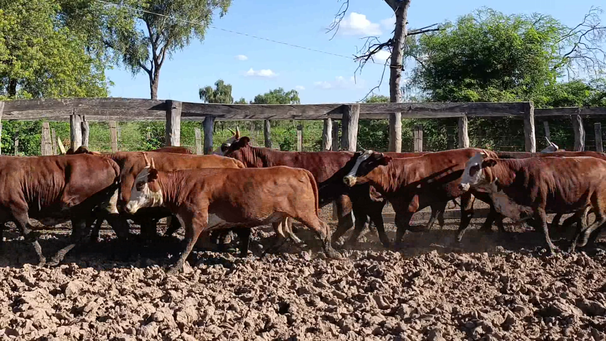 Feria de Plata ─ lote 52.3