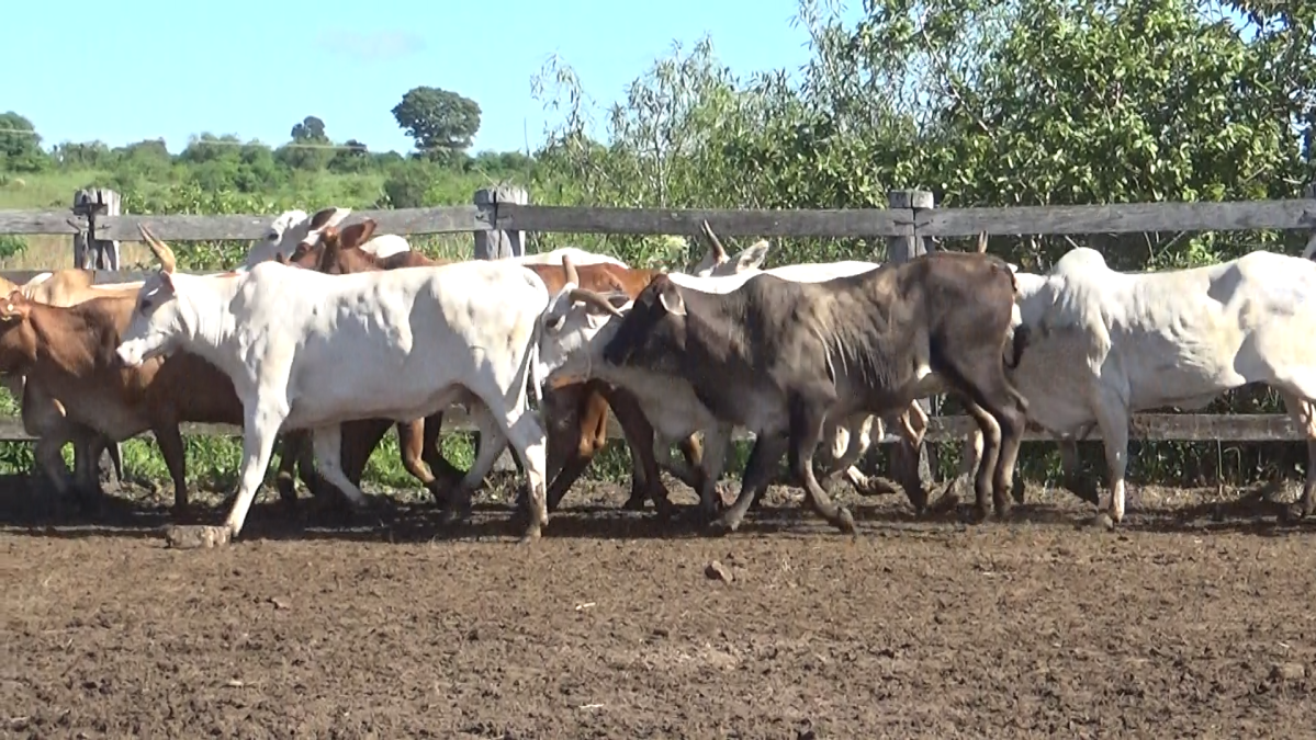 Feria de Plata ─ lote 53.1