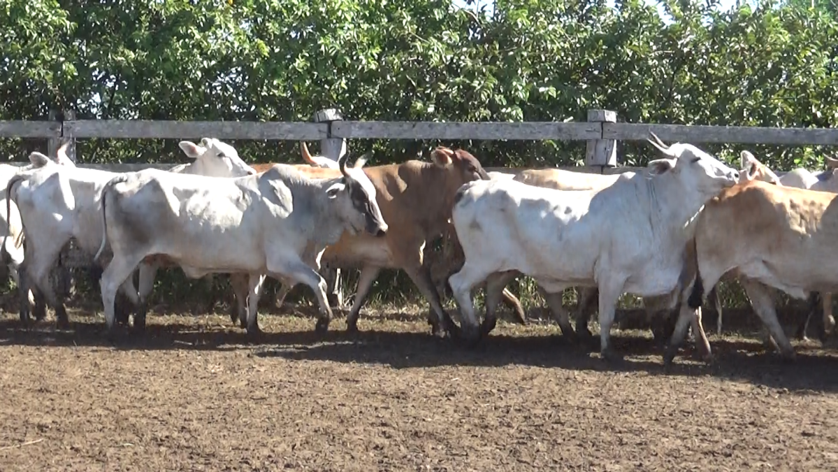 Feria de Plata ─ lote 53.2