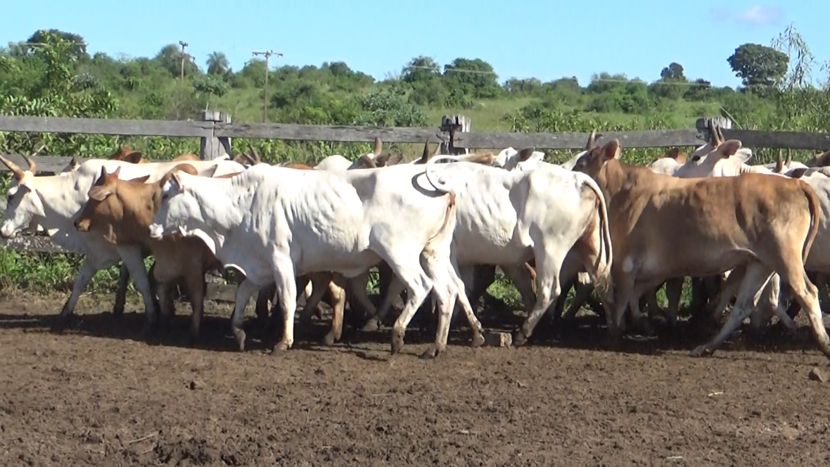 Feria de Plata ─ lote Lote 53 – N° insp. 5937