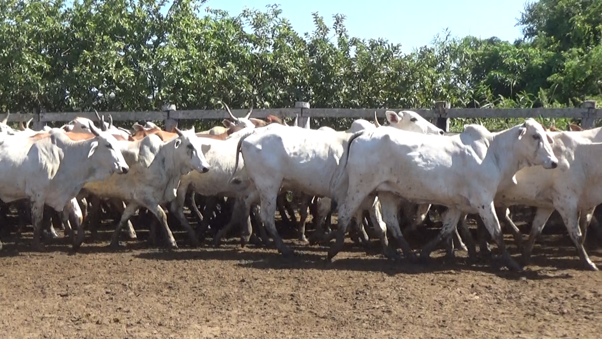 Feria de Plata ─ lote 55.1