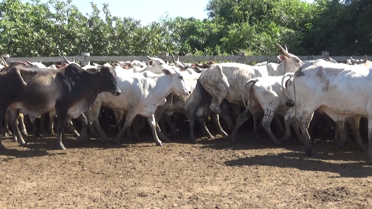 Feria de Plata ─ lote 55.3