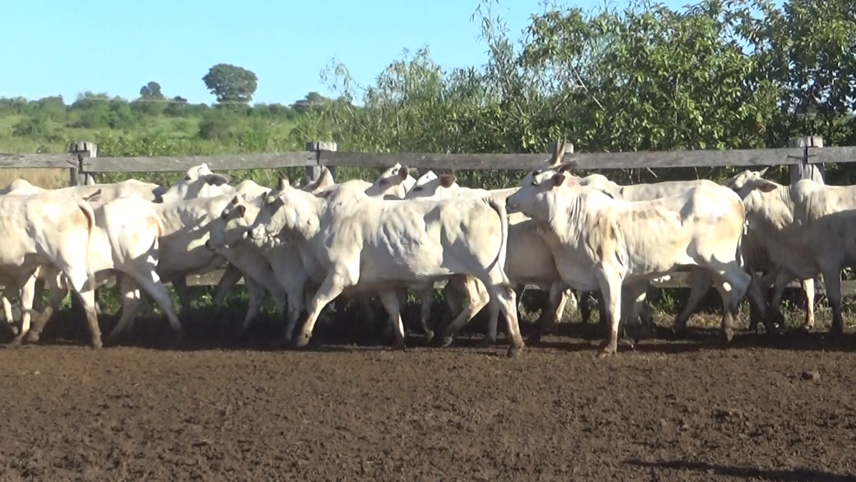 Feria de Plata ─ lote Lote 57 – N° insp. 5936