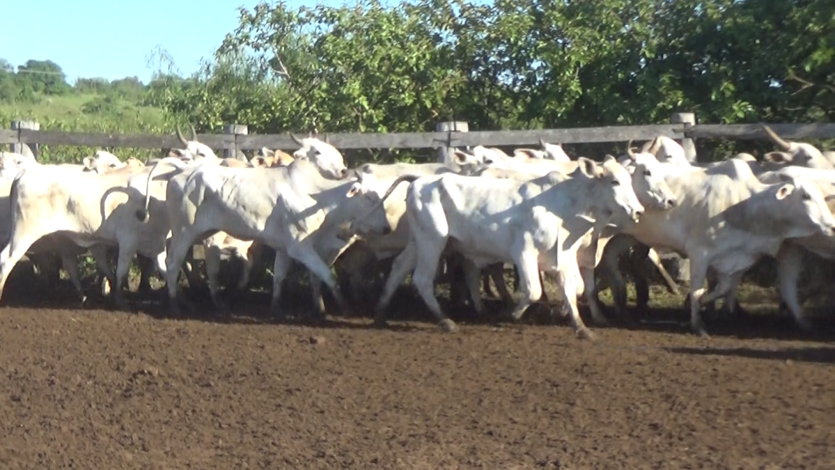 Feria de Plata ─ lote 57.2