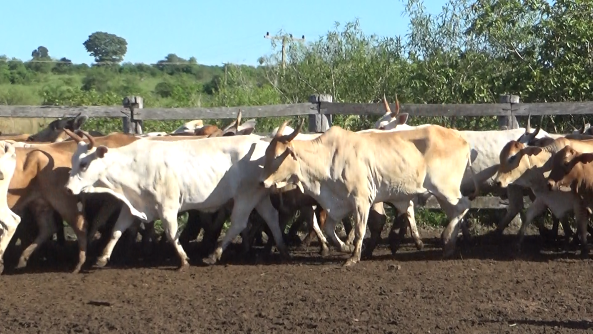 Feria de Plata ─ lote 57.3