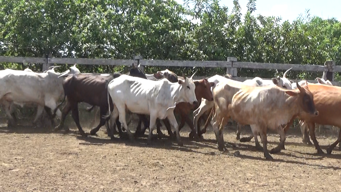 Feria de Plata ─ lote 58.1