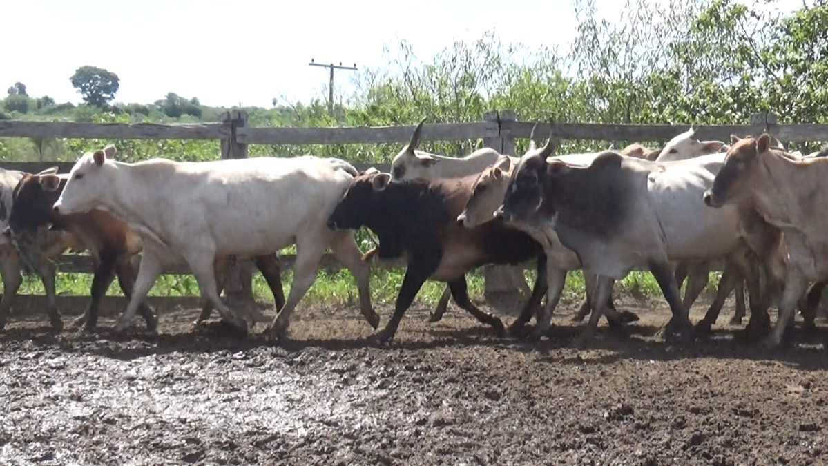 Feria de Plata ─ lote Lote 58 – N° insp. 5940