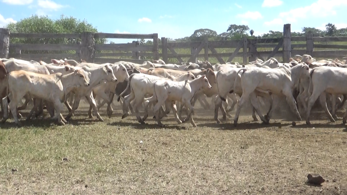 Feria de Plata ─ lote 58.3