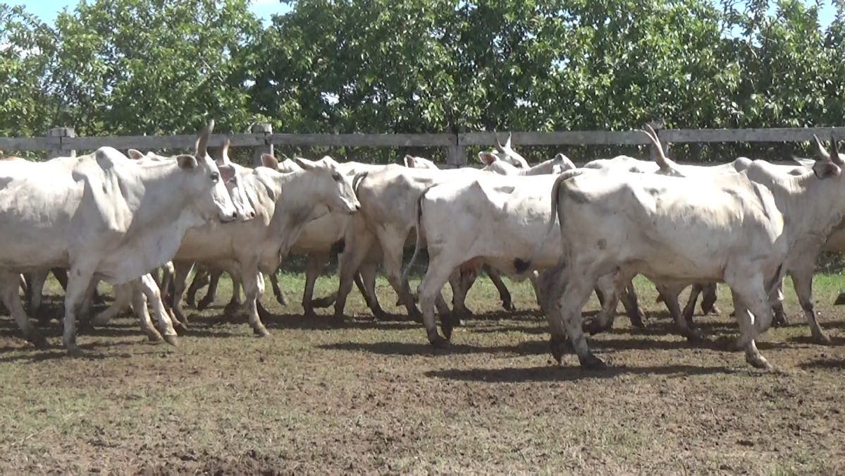 Feria de Plata ─ lote Lote 59 – N° insp. 5934