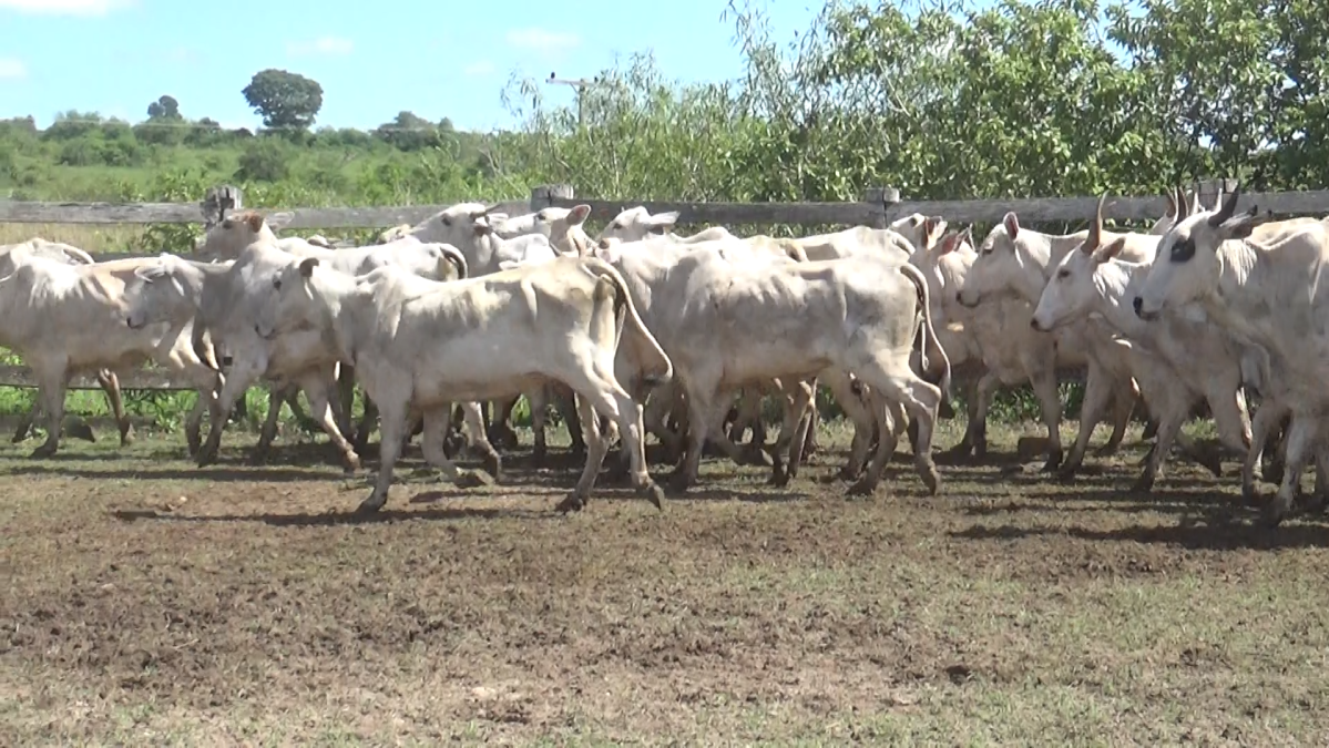 Feria de Plata ─ lote 59.2