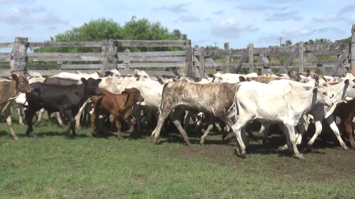 Feria de Plata ─ lote 59.3