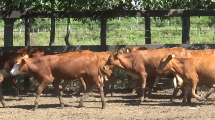 Lote 1 – N° insp. 6058