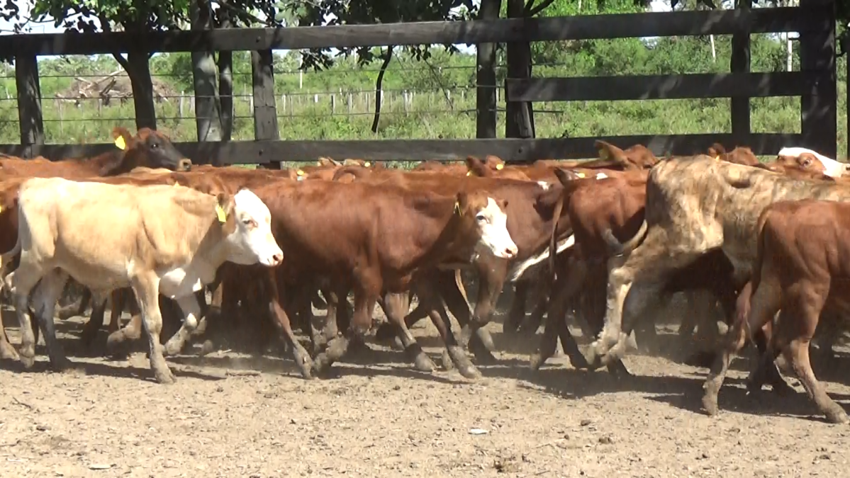Feria CREA ─ lote 01.2