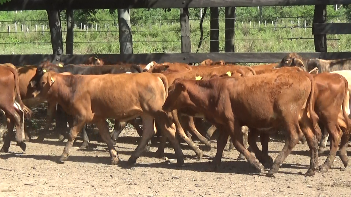 Feria CREA ─ lote 01.3