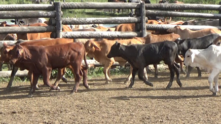 Lote 2 – N° insp. 5988