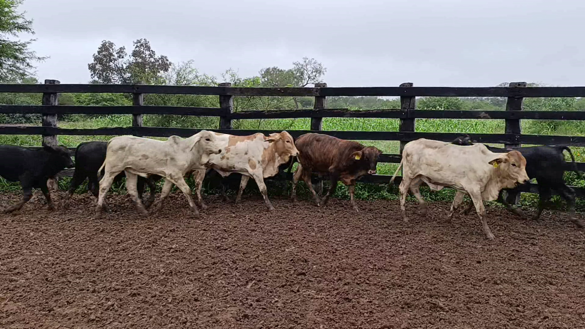 Feria CREA ─ lote 03.1