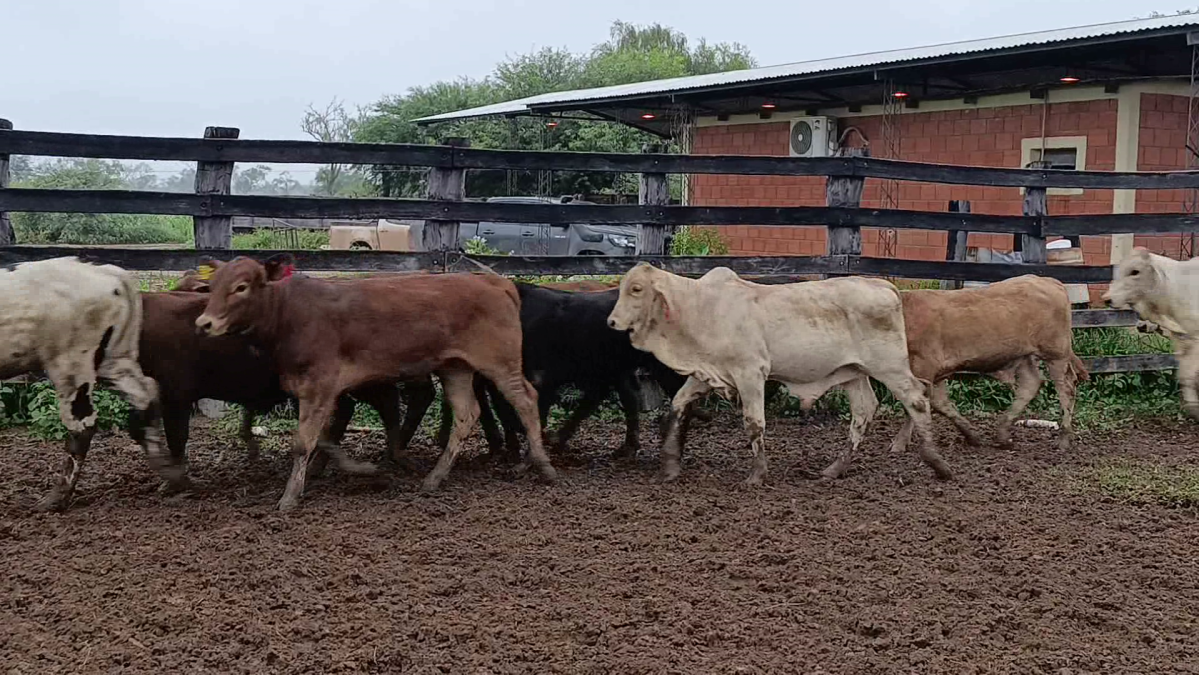 Feria CREA ─ lote Lote 3 – N° insp. 5871