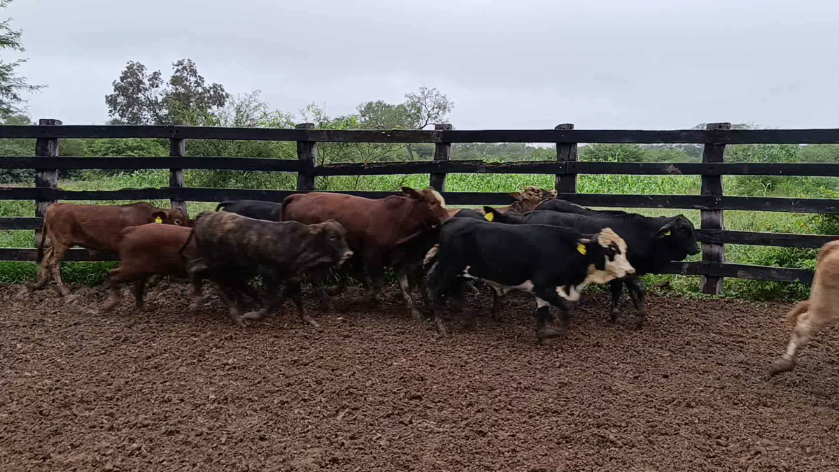 Feria CREA ─ lote 03.3
