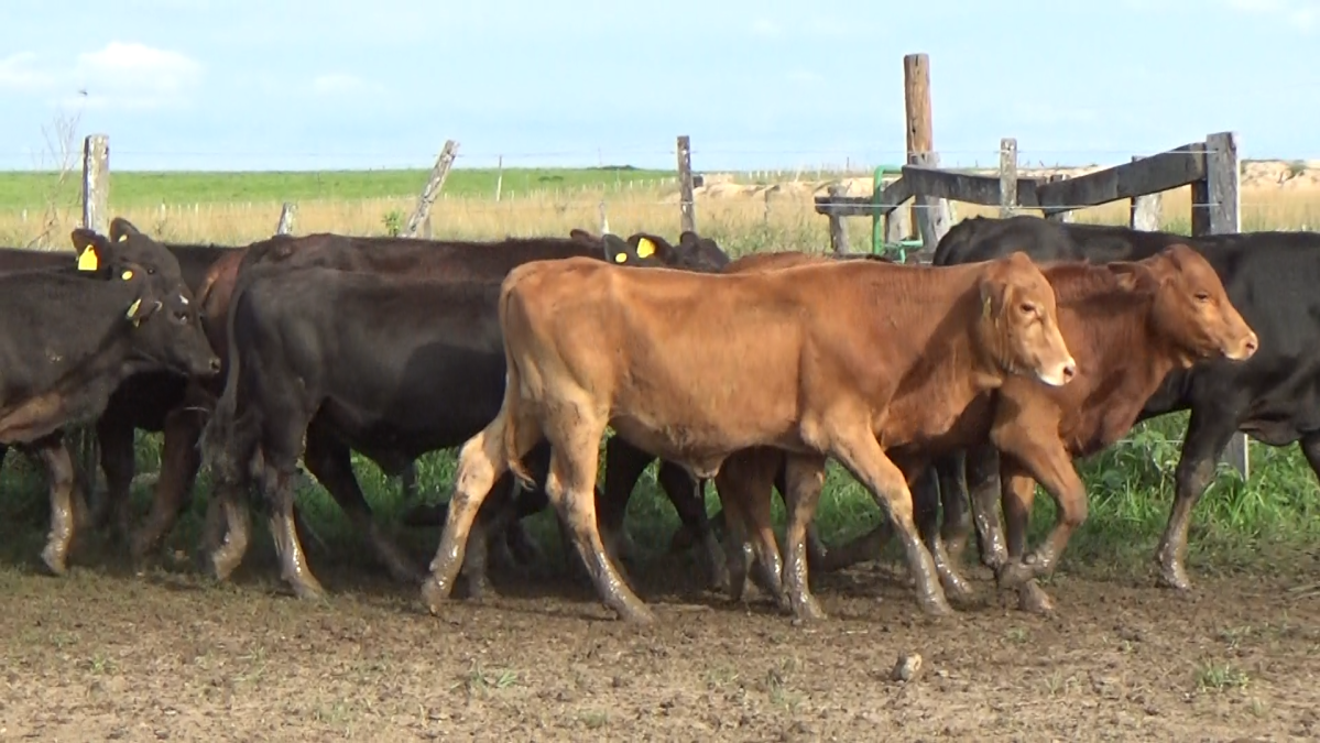 Feria CREA ─ lote 04.1
