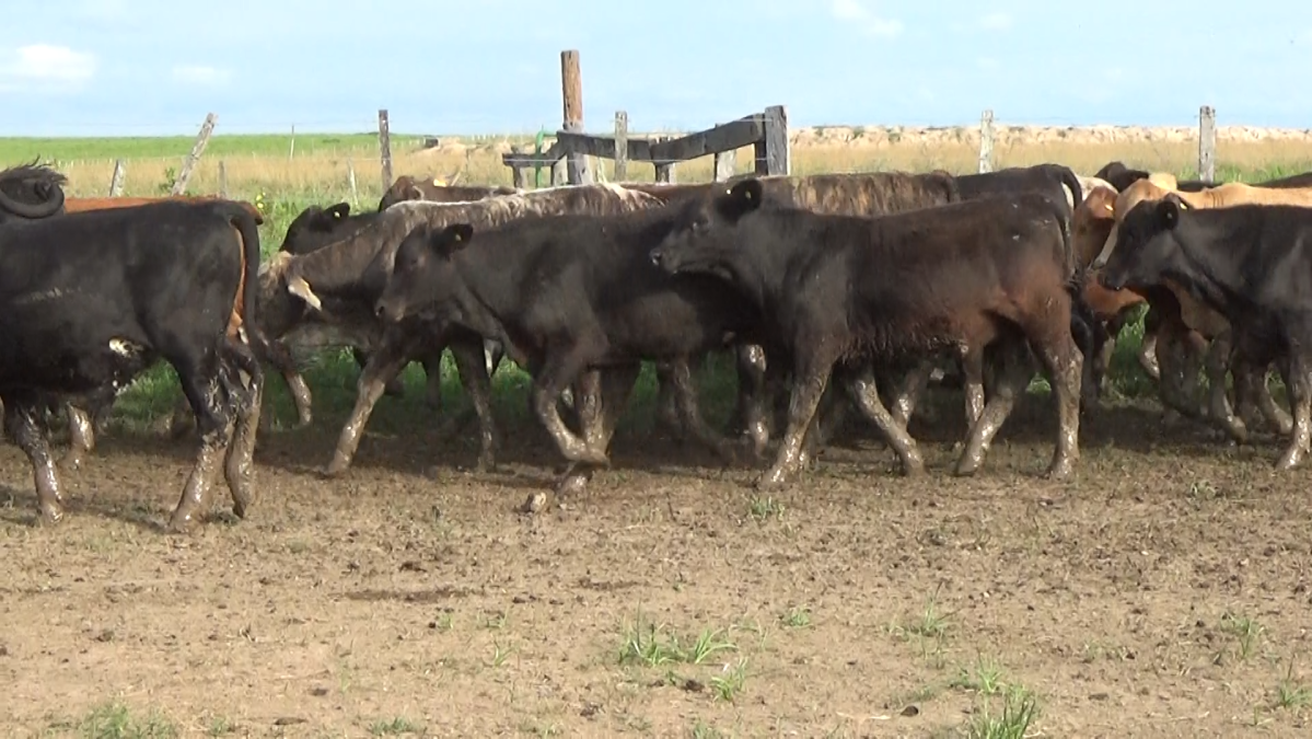 Feria CREA ─ lote 04.2