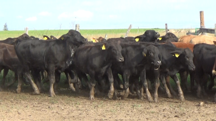 Lote 4 – N° insp. 5996