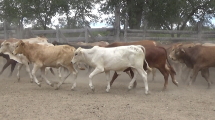 Lote 4 – N° insp. 6104