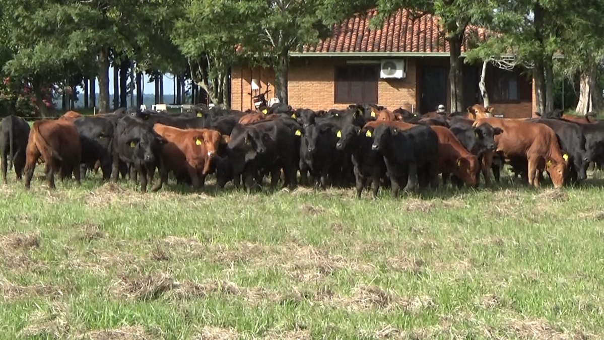 Feria CREA ─ lote Lote 6 – N° insp. 5993