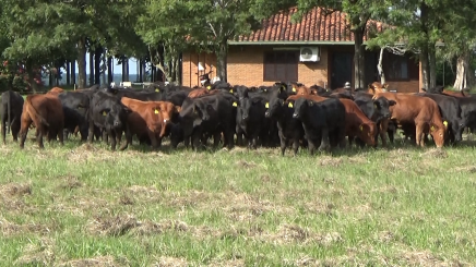Lote 6 – N° insp. 5993
