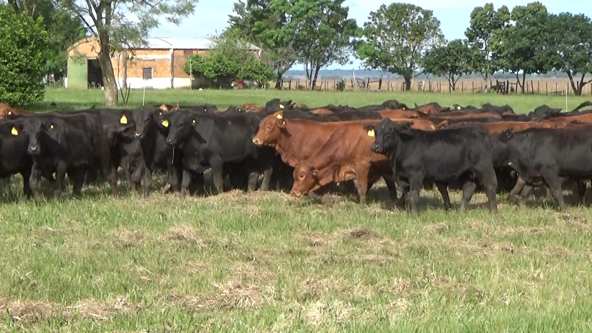 Feria CREA ─ lote 06.2