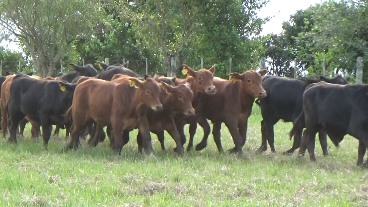 Feria CREA ─ lote 06.3