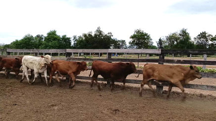 Lote 6 – N° insp. 5869