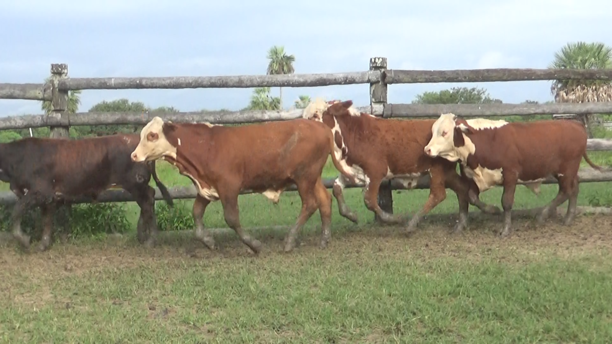 Feria CREA ─ lote Lote 8 – N° insp. 6112