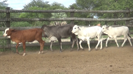 Lote 8 – N° insp. 6108