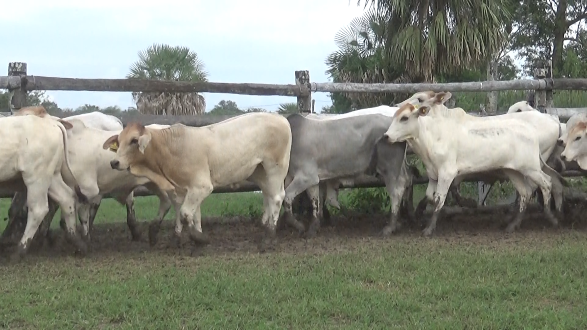 Feria CREA ─ lote 09.1