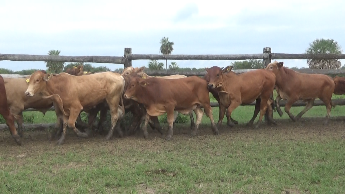 Feria CREA ─ lote Lote 9 – N° insp. 6115