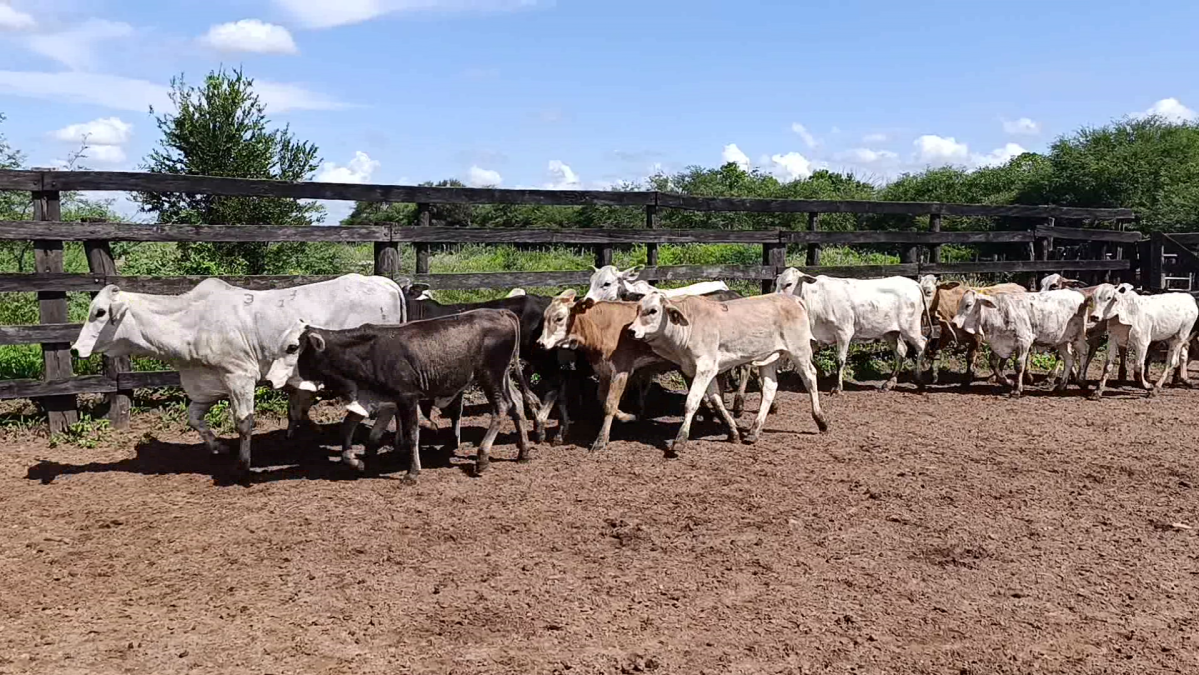 Feria CREA ─ lote Lote 10 – N° insp. 5872