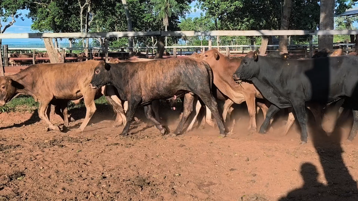Feria CREA ─ lote 10.1