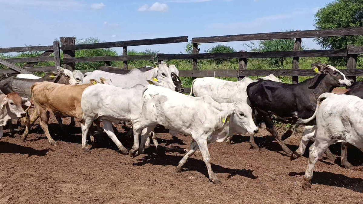 Feria CREA ─ lote 10.2