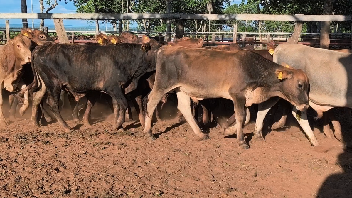 Feria CREA ─ lote Lote 13 – N° insp. 6056