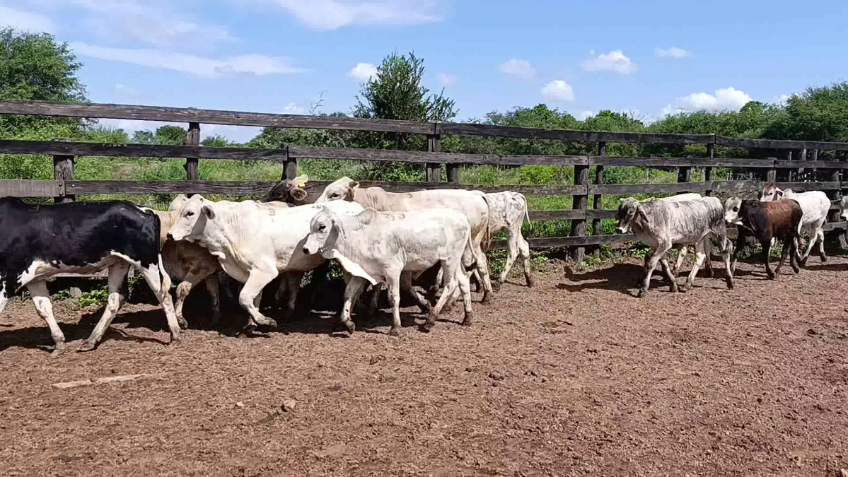 Feria CREA ─ lote 10.3