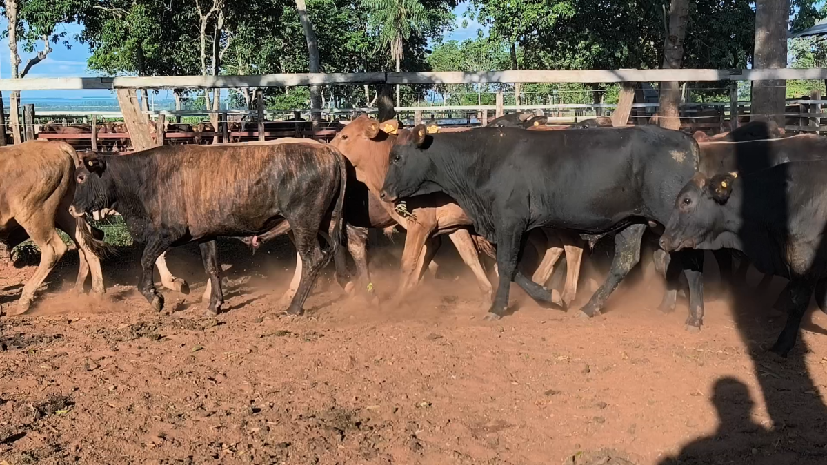 Feria CREA ─ lote 10.3